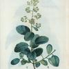 Rhus cotinus = Sumac Fustet.