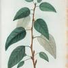 Populus balsamifera = Peuplier baumier.