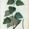 Populus alba = Peuplier blanc.