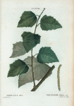 Populus alba = Peuplier blanc.