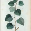 Populus temuloides = Peuplier faux Tremble.