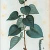 Populus Græca = Peuplier d'Athènes.