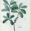 Myrica Pensilvanica = Myrica Cirier de Pensilvanie.