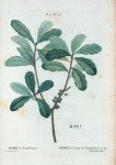 Myrica Pensilvanica = Myrica Cirier de Pensilvanie.