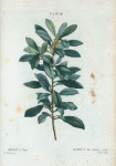 Myrica Faya = Myrica des Acores.