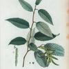 Carpinus betulus = Charme commun.