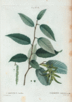 Carpinus betulus = Charme commun.