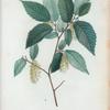 Carpinus ostrya = Charme houblon.