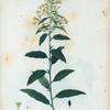 Cestrum parqui = Cestrum parqui.