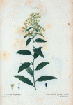 Cestrum parqui = Cestrum parqui.