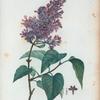 Lilac vulgaris =Lilac commun.