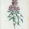 Lilac Persica =Lilac de Perse.