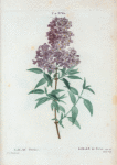 Lilac Persica =Lilac de Perse.