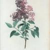 Lilac Rothomagensis = Lilas Varin.