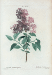 Lilac Rothomagensis = Lilas Varin.