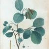 Alnus communis = Aune commun.