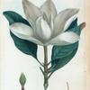 Magnolia grandi flora = Magnolier a grandes fleurs.