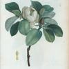 Magnolia glauca = Magnolia glauque.