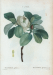 Magnolia glauca = Magnolia glauque.