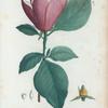 Magnolia discolor = Magnolier bicolore.