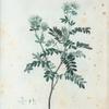 Anthyllis Barba-Jovis = Anthyllide Barbe de Jupiter.