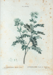 Anthyllis Barba-Jovis = Anthyllide Barbe de Jupiter.