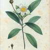 Goesonia lasianthus = Gordonia à flles. Glabres.