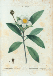 Goesonia lasianthus = Gordonia à flles. Glabres.