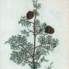 Cupressus sempervirens = Cyprès ordinaire.
