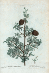 Cupressus sempervirens = Cyprès ordinaire.