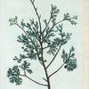 Cupressus Thuyoides = Cyprès à feuilles de Thuya.