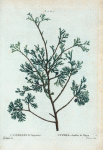 Cupressus Thuyoides = Cyprès à feuilles de Thuya.