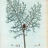 Cupressus pendula = Cyprès à rameaux penchés.