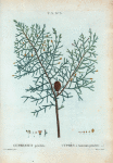 Cupressus pendula = Cyprès à rameaux penchés.