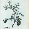 Thuya occidentalis = Thuya d'Amérique.