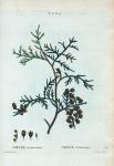 Thuya occidentalis = Thuya d'Amérique.