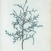 Thuya articulata = Thuya articulé.