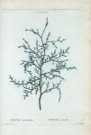 Thuya articulata = Thuya articulé.