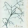 Ephedra altissima = Ephedra très eleve.
