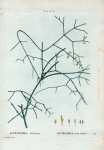 Ephedra altissima = Ephedra très eleve.