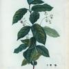 Evonymus latifolius = Fusain à grandes feuilles.