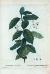 Evonymus latifolius = Fusain à grandes feuilles.