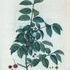 Evnymus verrucosus = Fusain verruqueux.
