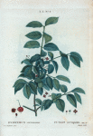 Evnymus verrucosus = Fusain verruqueux.