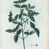 Evonymus Americanus = Fusain d'Amerique.