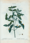 Evonymus Americanus = Fusain d'Amerique.