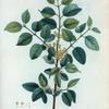Rhamnus catharticus = Nerprun purgatif.