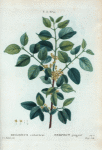 Rhamnus catharticus = Nerprun purgatif.