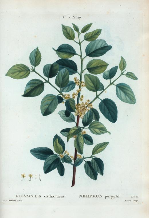 Rhamnus catharticus = Nerprun purgatif. - NYPL Digital Collections