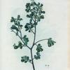 Rhamnus buxifolius = Nerprun à feuilles de buis.